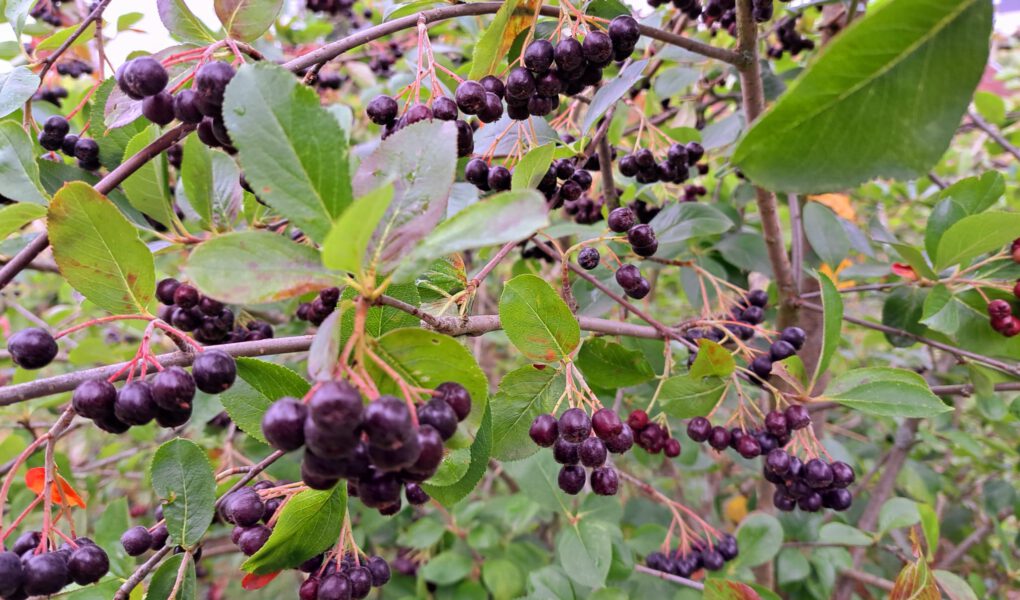 Aroniabeeren am Strauch