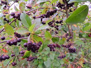 Aroniabeeren am Strauch