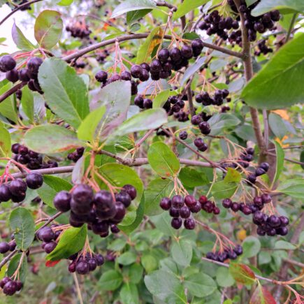 Aroniabeeren am Strauch