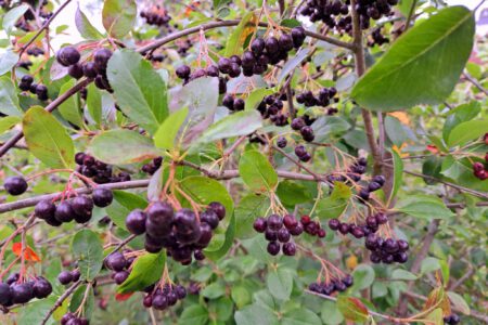 Aroniabeeren am Strauch