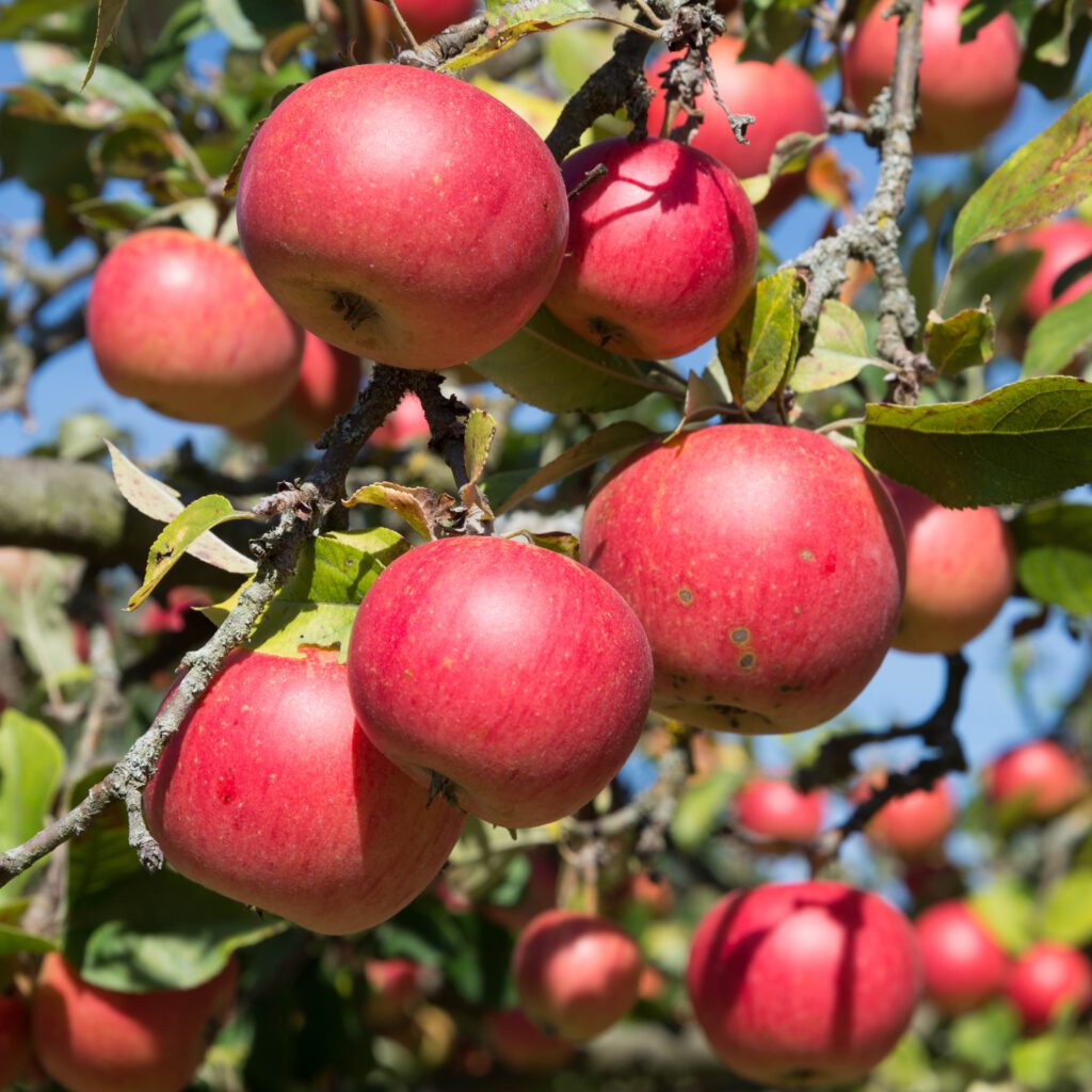 Bei uns zählt nur das Aroma