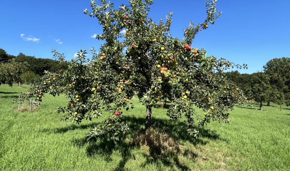 Apfelbaum beim OGV Fischbach