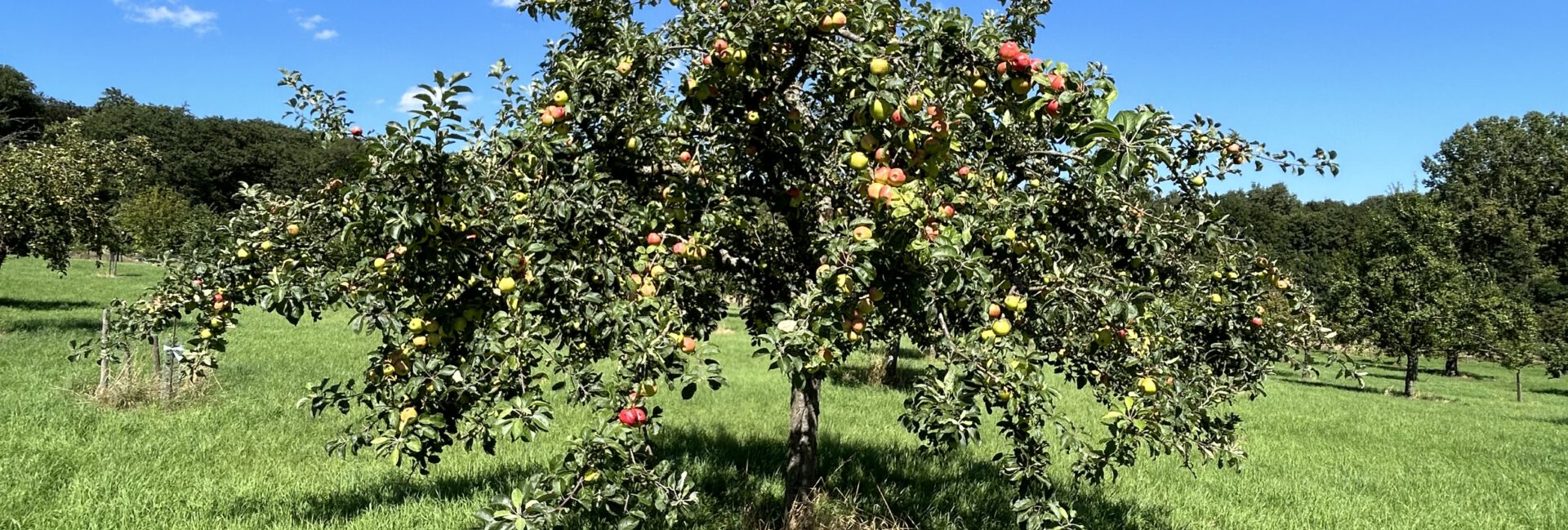 Apfelbaum beim OGV Fischbach