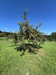 Apfelbaum beim OGV Fischbach