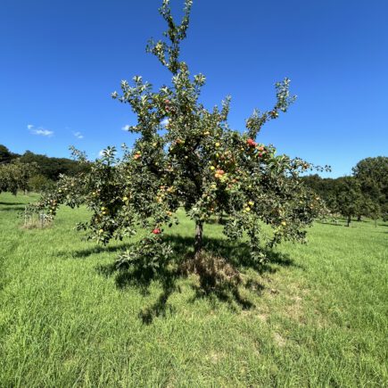 Apfelbaum beim OGV Fischbach