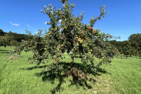 Apfelbaum beim OGV Fischbach