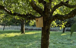 Apfelbaum mit Bilchkasten