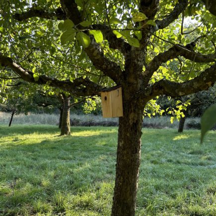 Apfelbaum mit Bilchkasten