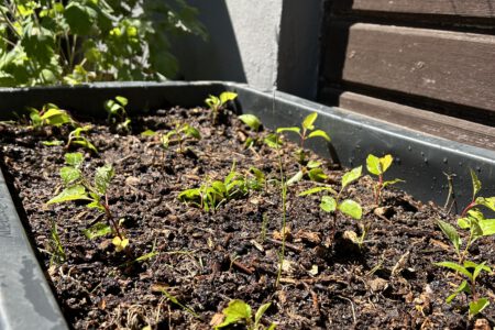 Unsere kleine Farm an Rettershofer Sämlingen