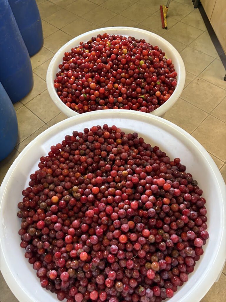 Zwischen Rosé und Rot