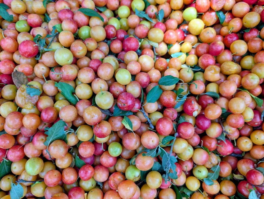 Kirschpflaumen