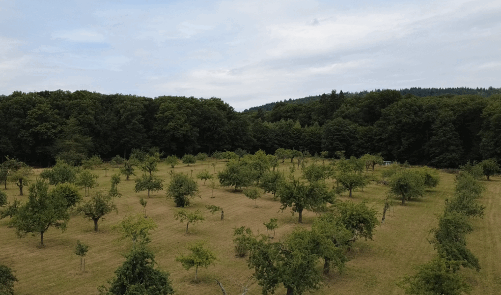 Wiese OGV Fischbach von Oben