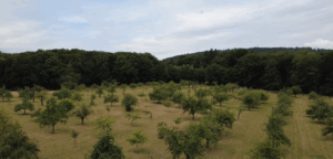 Wiese OGV Fischbach von Oben
