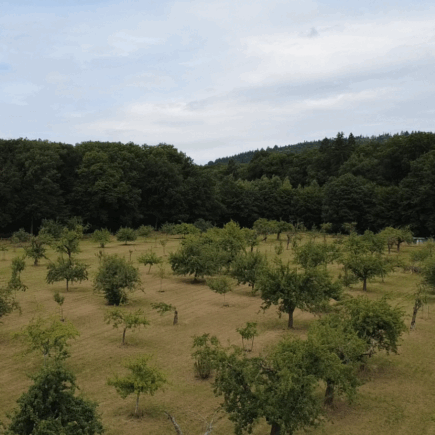Wiese OGV Fischbach von Oben