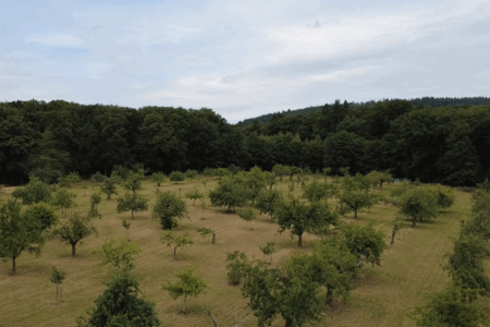 Wiese OGV Fischbach von Oben
