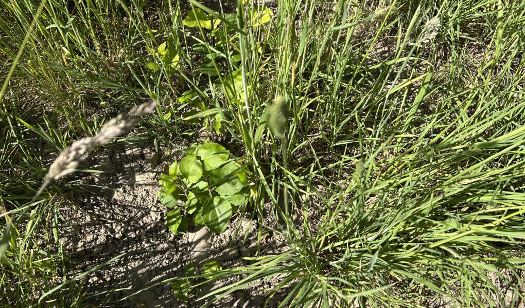 Apfelsämlinge aus Trester