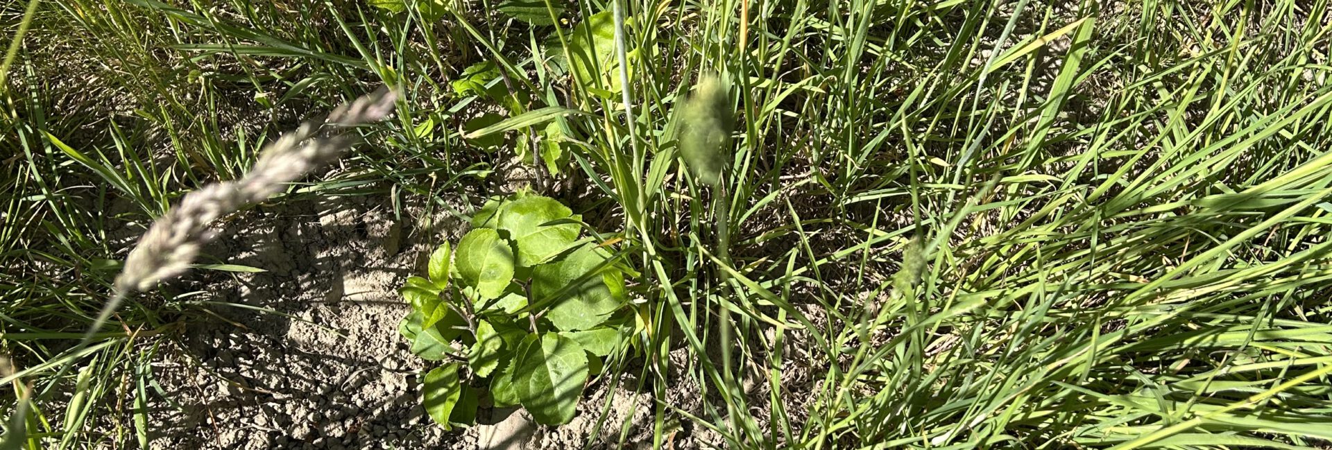 Apfelsämlinge aus Trester