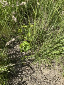 Apfelsämlinge aus Trester