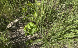 Apfelsämlinge aus Trester