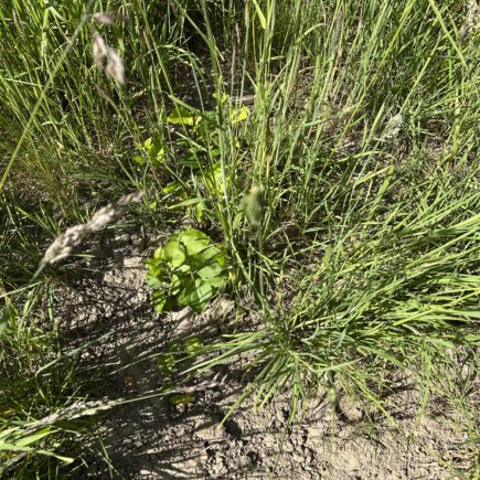 Apfelsämlinge aus Trester