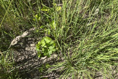 Apfelsämlinge aus Trester