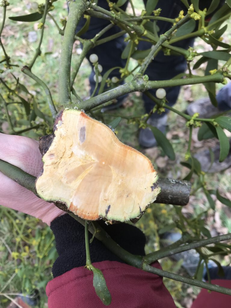 Querschnitt Ast mit Mistel