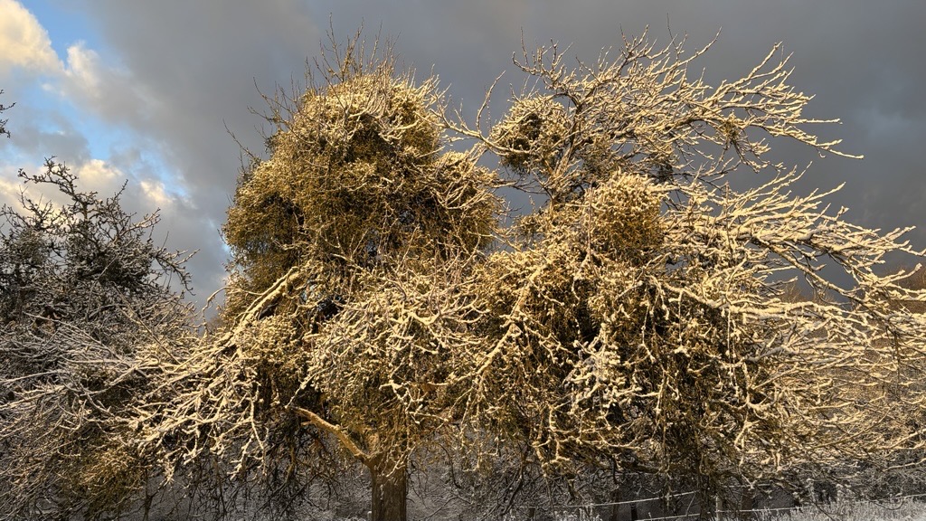 Misteln im Baum lassen auch Laubbäume im Winter Grün erscheinen