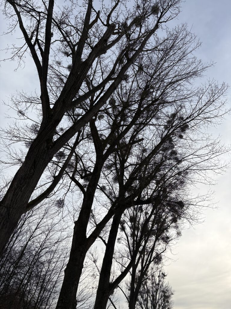 Alleebäume mit Misteln