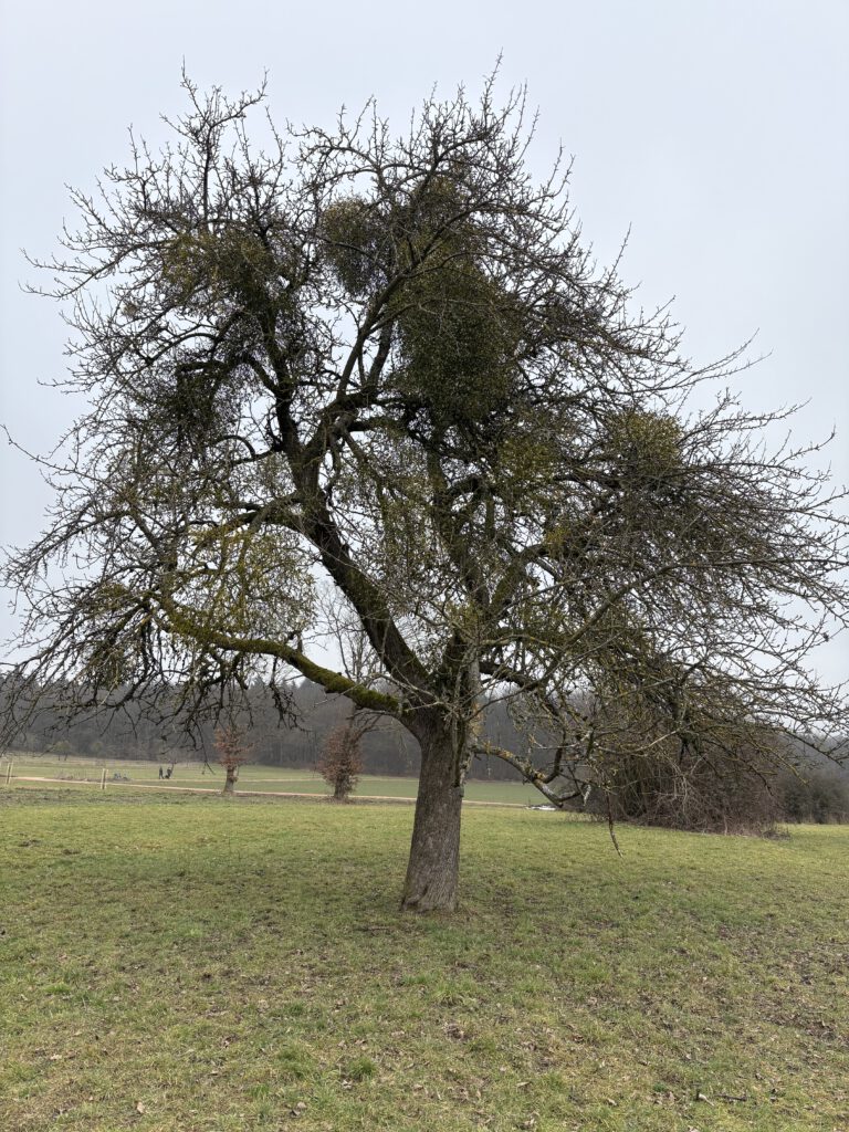 Apfelbaum mit Misteln