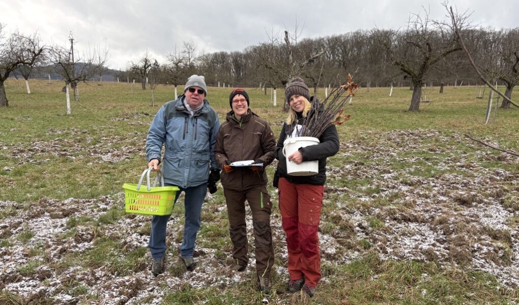 Ernte Edelreiser im Januar