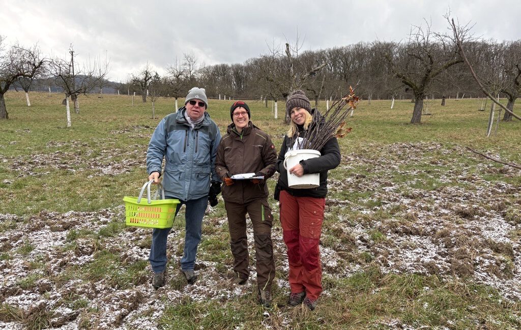 Ernte Edelreiser im Januar