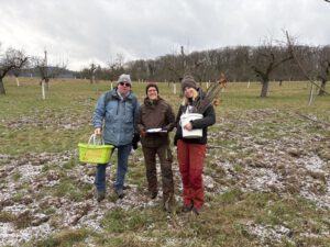 Ernte Edelreiser im Januar