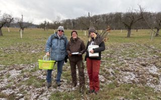 Ernte Edelreiser im Januar