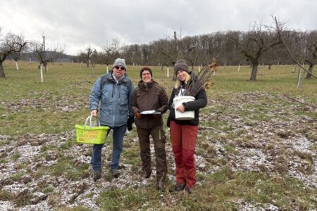 Ernte Edelreiser im Januar