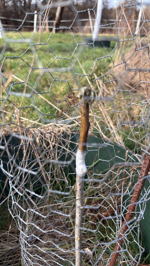 Fertige Veredelung mit Verbissschutz